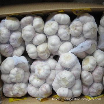 New Fresh Garlic with Bag, Carton Packing